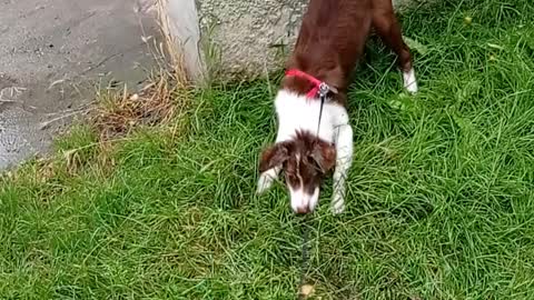 Border Collie with water