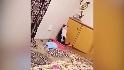 Funny animal video 2023😂🐈