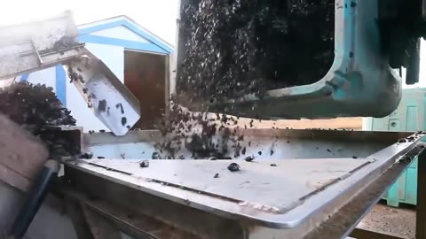 Billions of Mussels Raised By This Modern Technique - Mussel Farming Process and Harvesting 2023