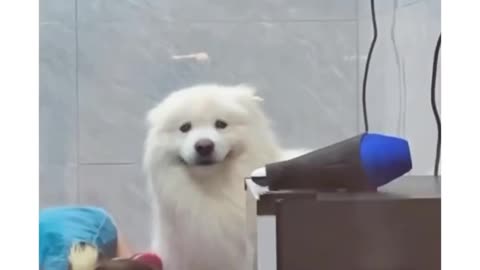 Adorable pups happiness when it seen it's owner through the window