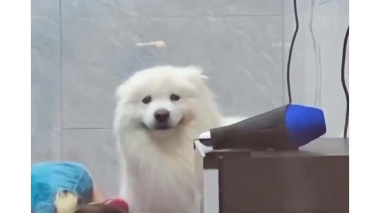 Adorable pups happiness when it seen it's owner through the window