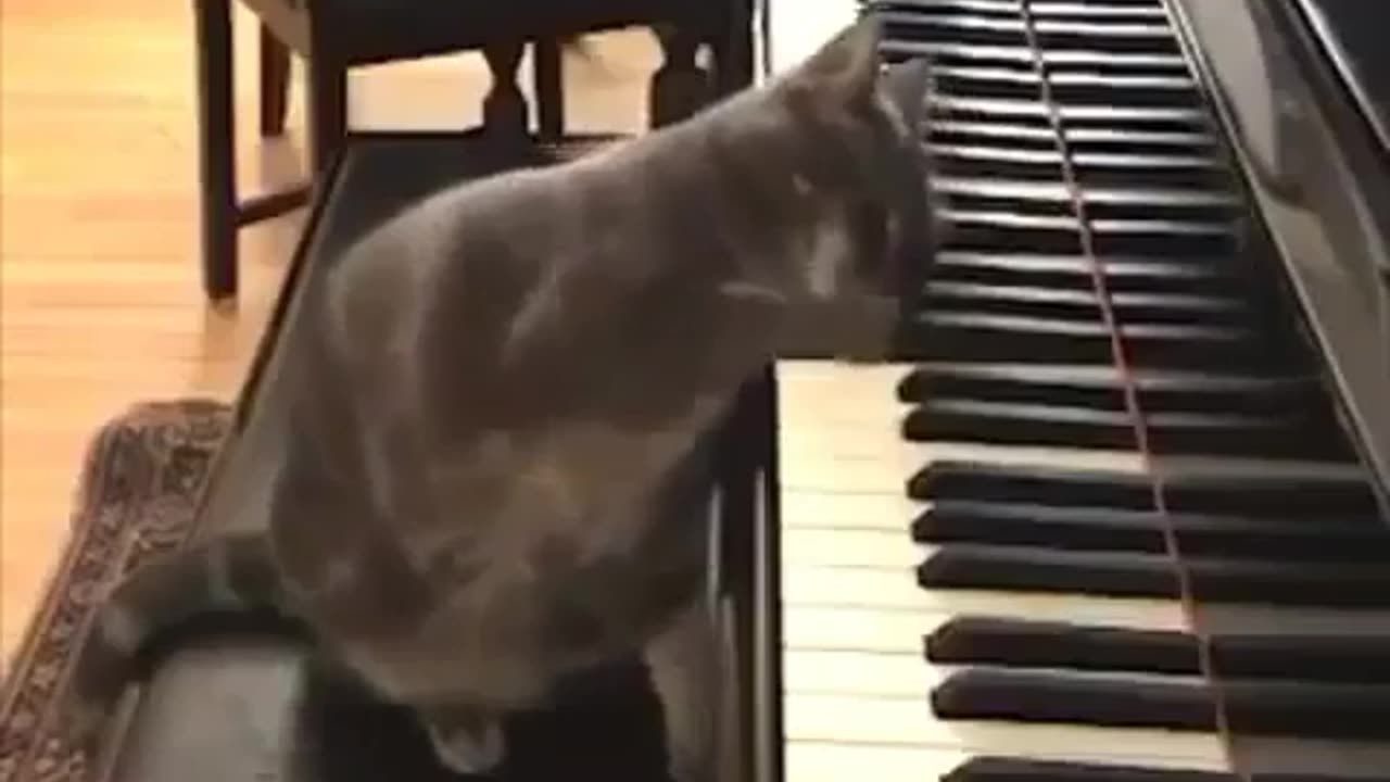 TALENTED CAT PLAYING PIANO