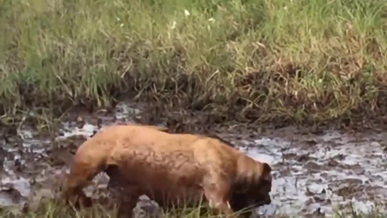 Porcupine Too Aggressive! Defeat Lion, Pitbull, Leopard - Most Amazing Moments Of Midnight Battles-5