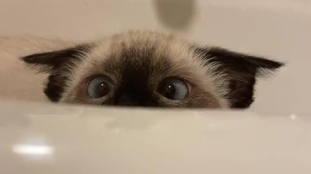 I love cats