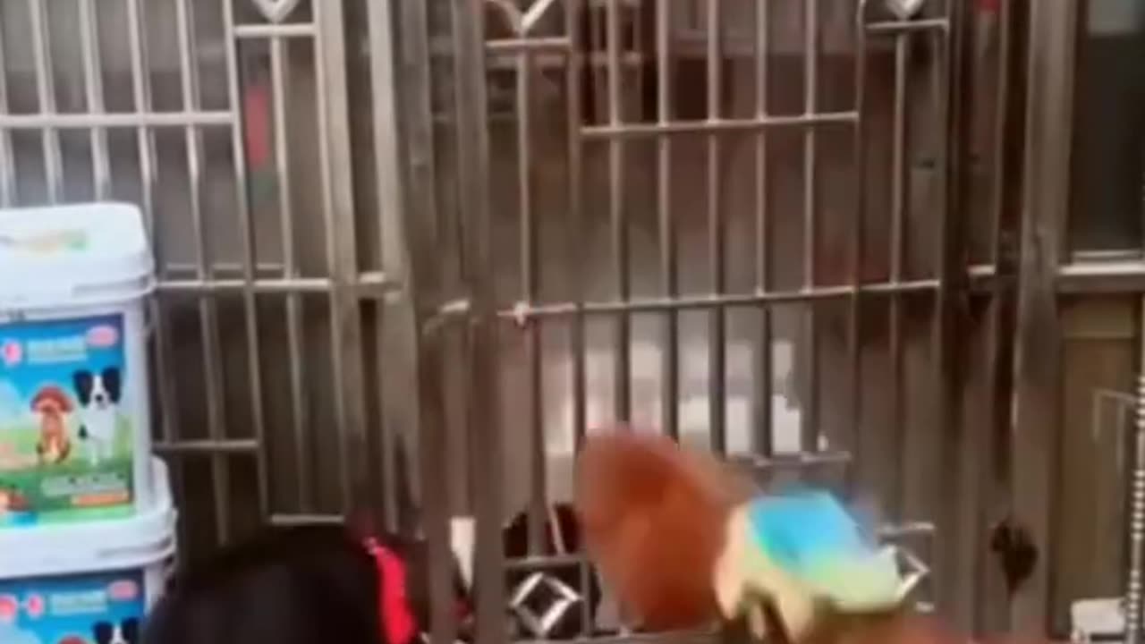 Funny Dog