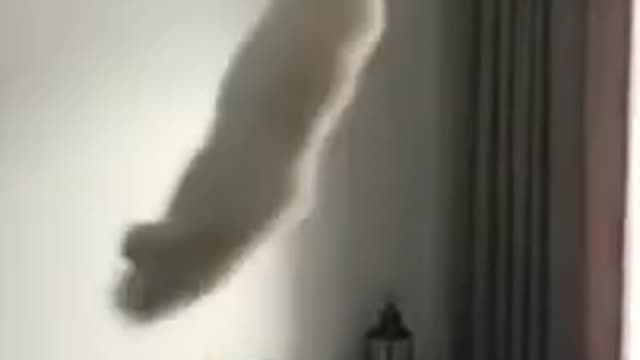 Funny Cats Action Video