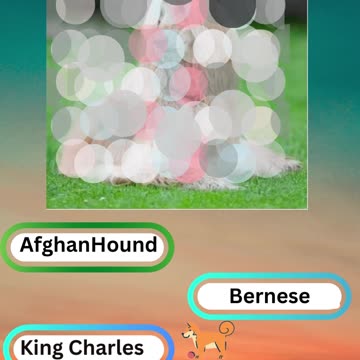 Bow-wow Trivia Challenge 8