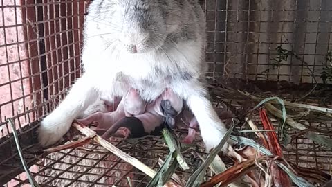 Rabbit Delivering Their Babies