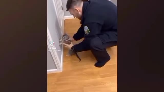 10 best cat memes compilation facts you you might not think of #002