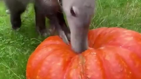 Aardvark Sniffs Out Pumpkin