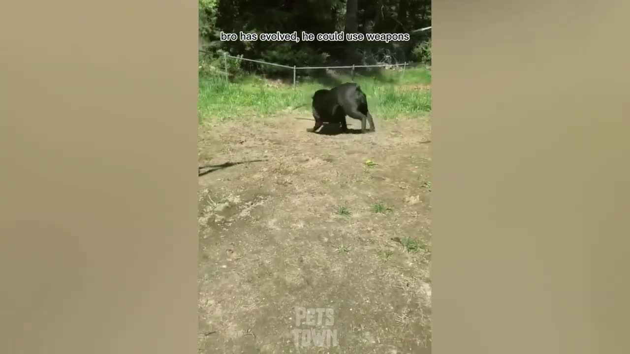 Funny animals funny content this is soo funny