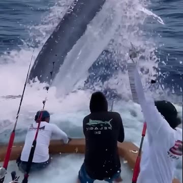 Giant Swordfish Capture! 🎣