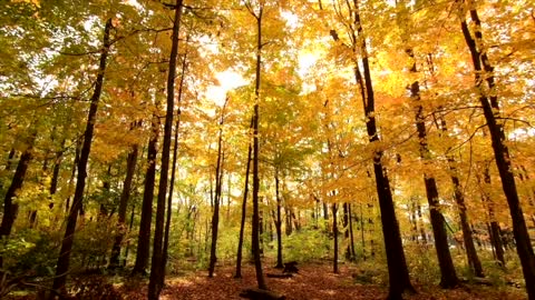 Relaxing Music | Sleeping, Meditation, Stress Relief | [6031] ⭐️