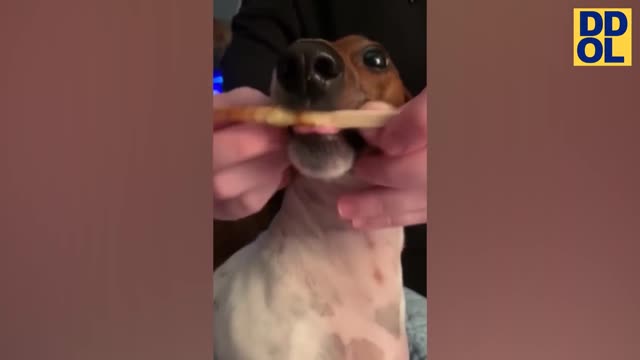 Try not to laugh dog videos.