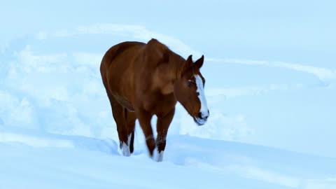 5 MINUTES of BEAUTIFUL HORSES in SNOW