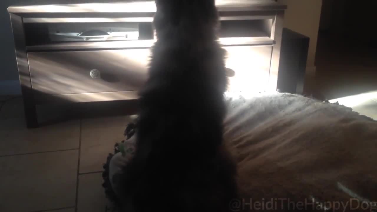 Dog fetches bed in order to comfortably watch TV