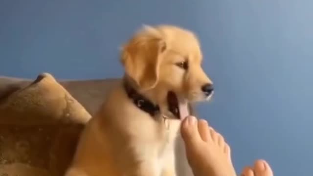 Collection of cute moments of dogs 🐕 #dog #doglover #pet #cute #animals #petlover #fyp