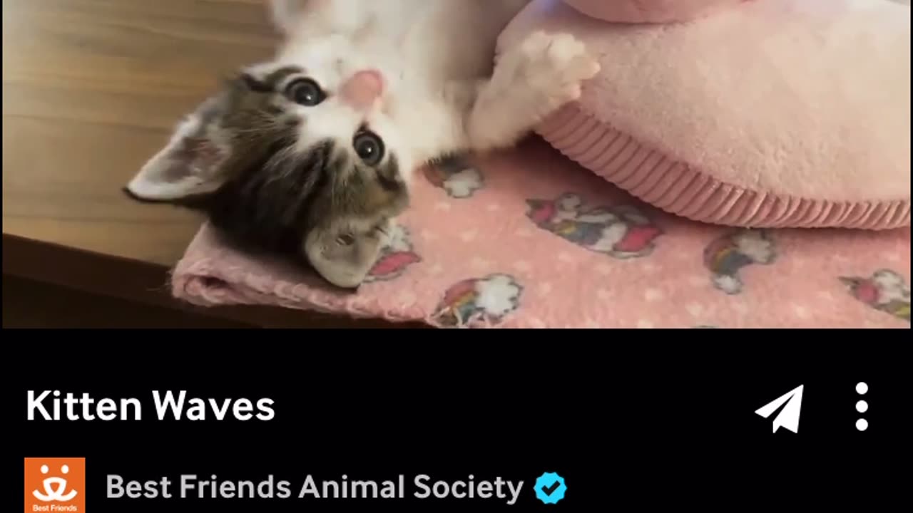 Cats of TikTok