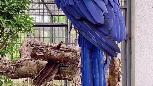 Purple and blue macaw