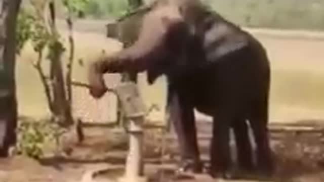 Wise elephant how to thirst quenched