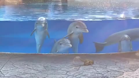 Dolphins observing some squirrels