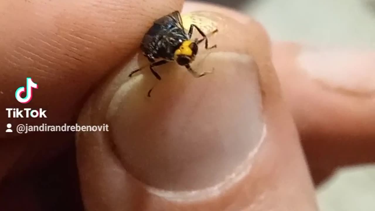 Mosca carnivora em extinção