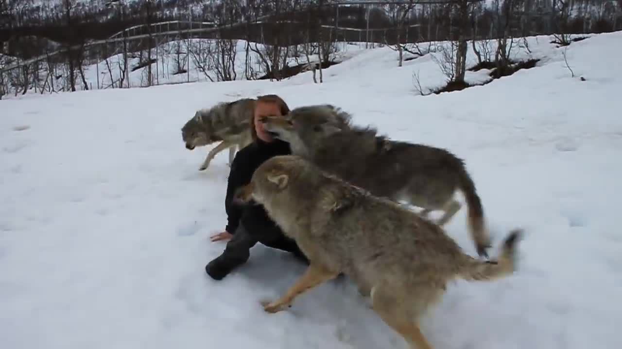 Reunion between Anita and the wolves