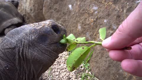 Feeding a Giant Aldabra Tortoise