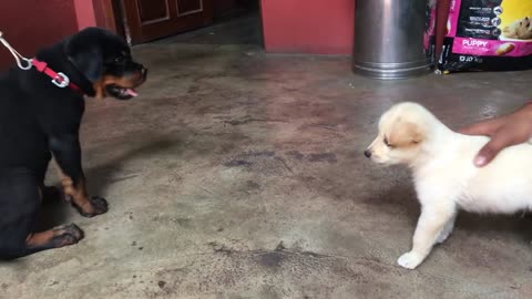 Small Dogs Fight