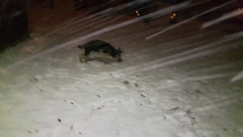 German Shepherd Experiences Snow for the First Time