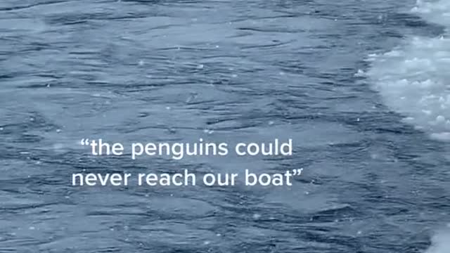 "the penguins could never reach our boat"