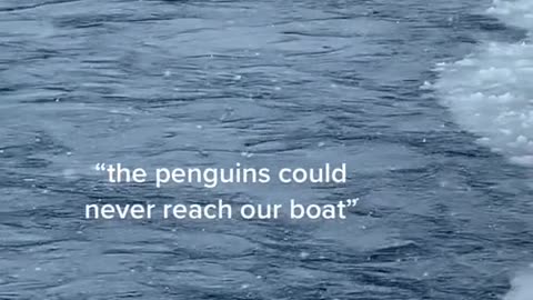 "the penguins could never reach our boat"