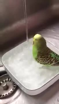 Showering Budgie