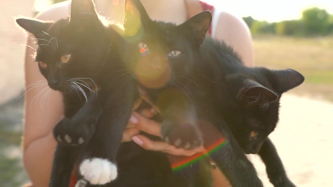 Woman holds three black kittens in her arms. Concept of animal care and home search. Slow motion