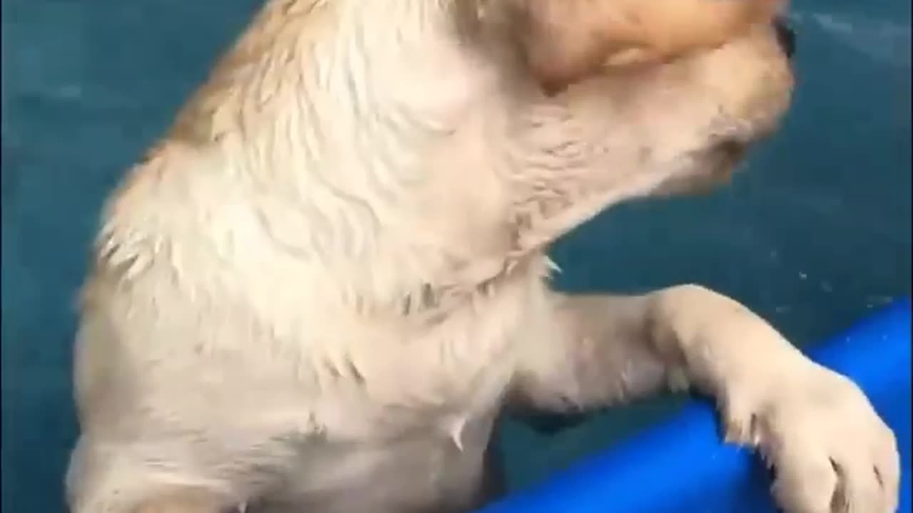 Fun with water 🐕 dog love swimming