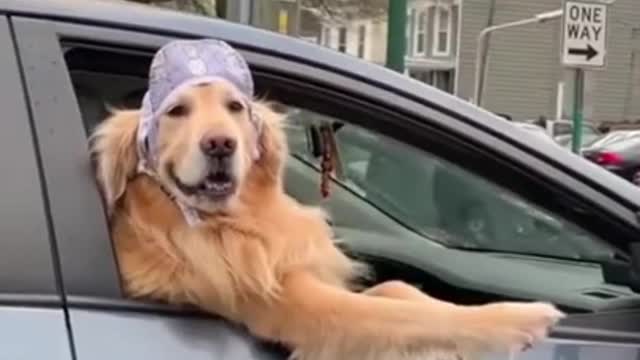 Dogs Funniest Animals Best Of The 2021 Funny Cute Animal Videos #funnyanimals