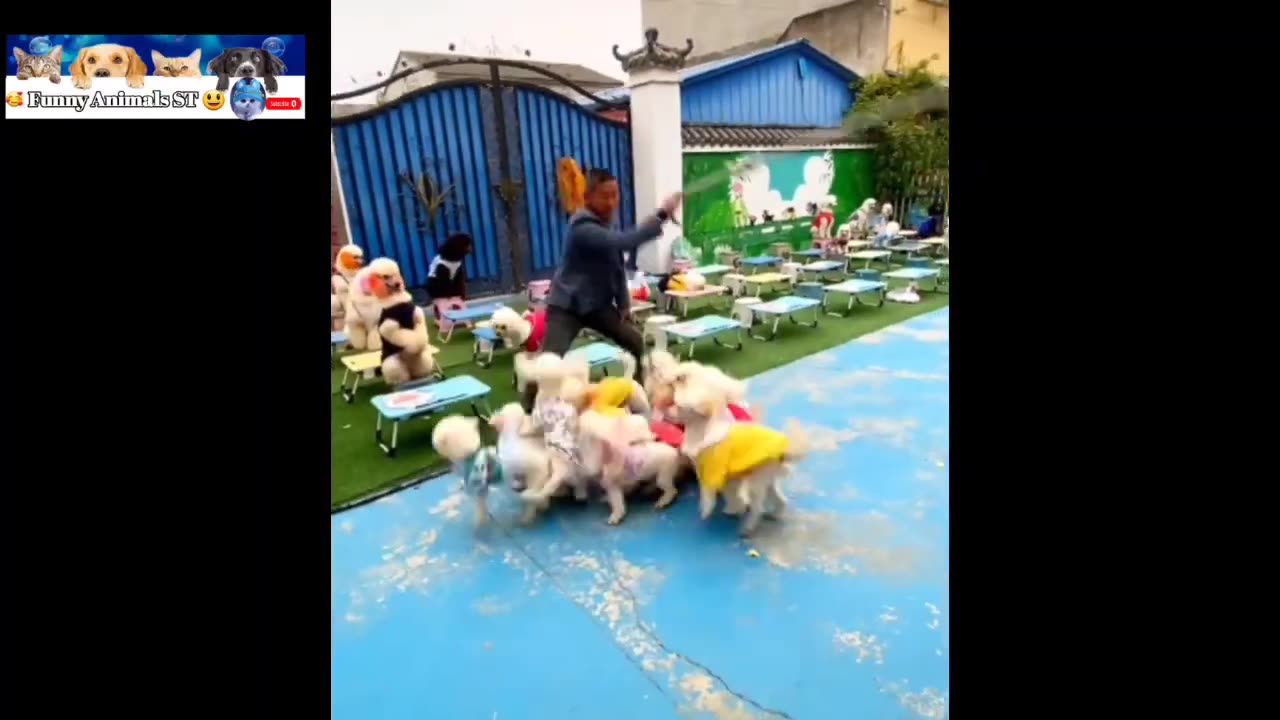 Cat and animal funny moment