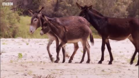 Young Lions Mercilessly Attack Donkey Herd | Natural World: Desert Lions | BBC Earth