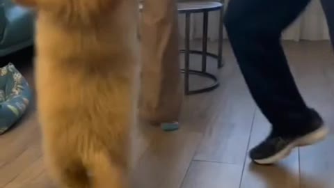 Dancing dog