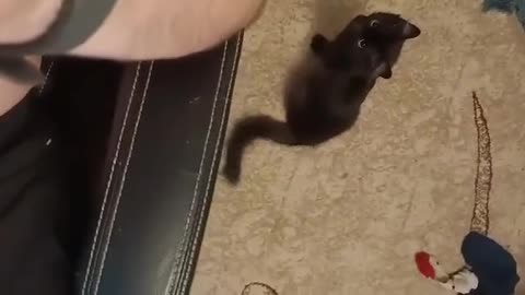 cat wants to play with me :))