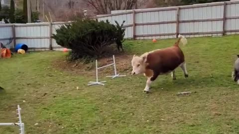 Funny animals videos #funny #viral #trendingvideo