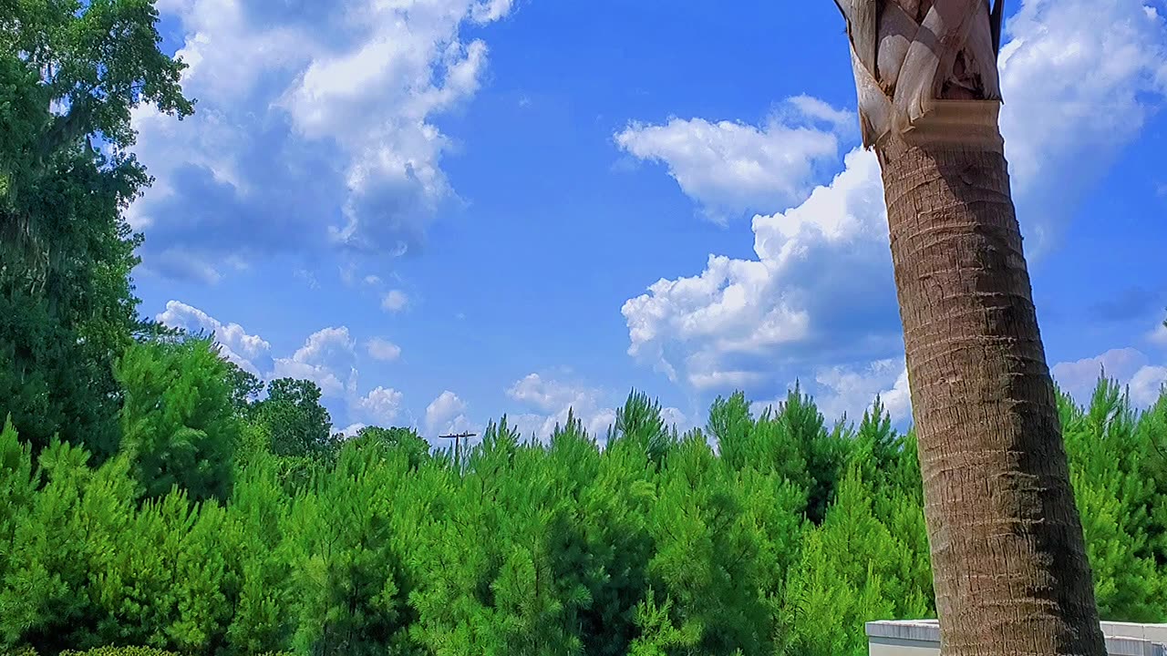 Trees and Clouds