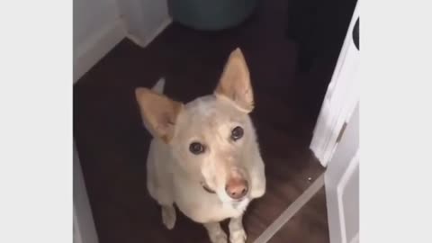 Funny animal videos: his look tells everything🤣