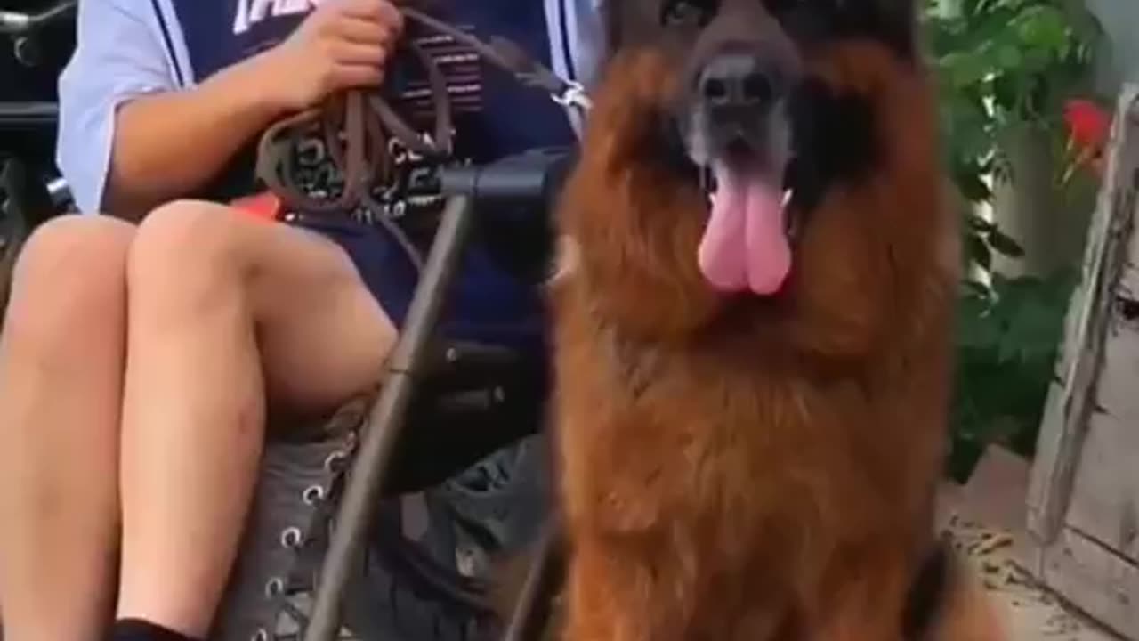Beautiful dogs l Germans