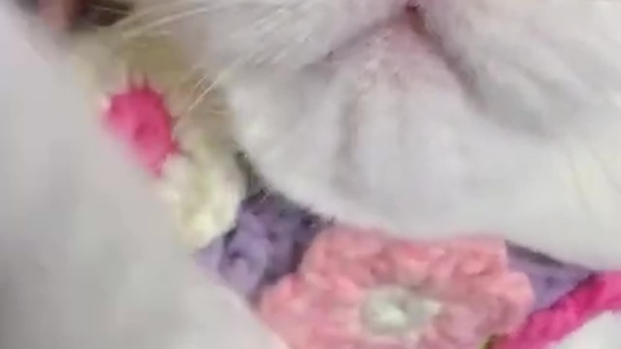 Cute White Cat!