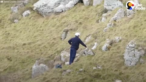 Goat Mom Waits for Baby to be Rescued from Cliff | The Dodo