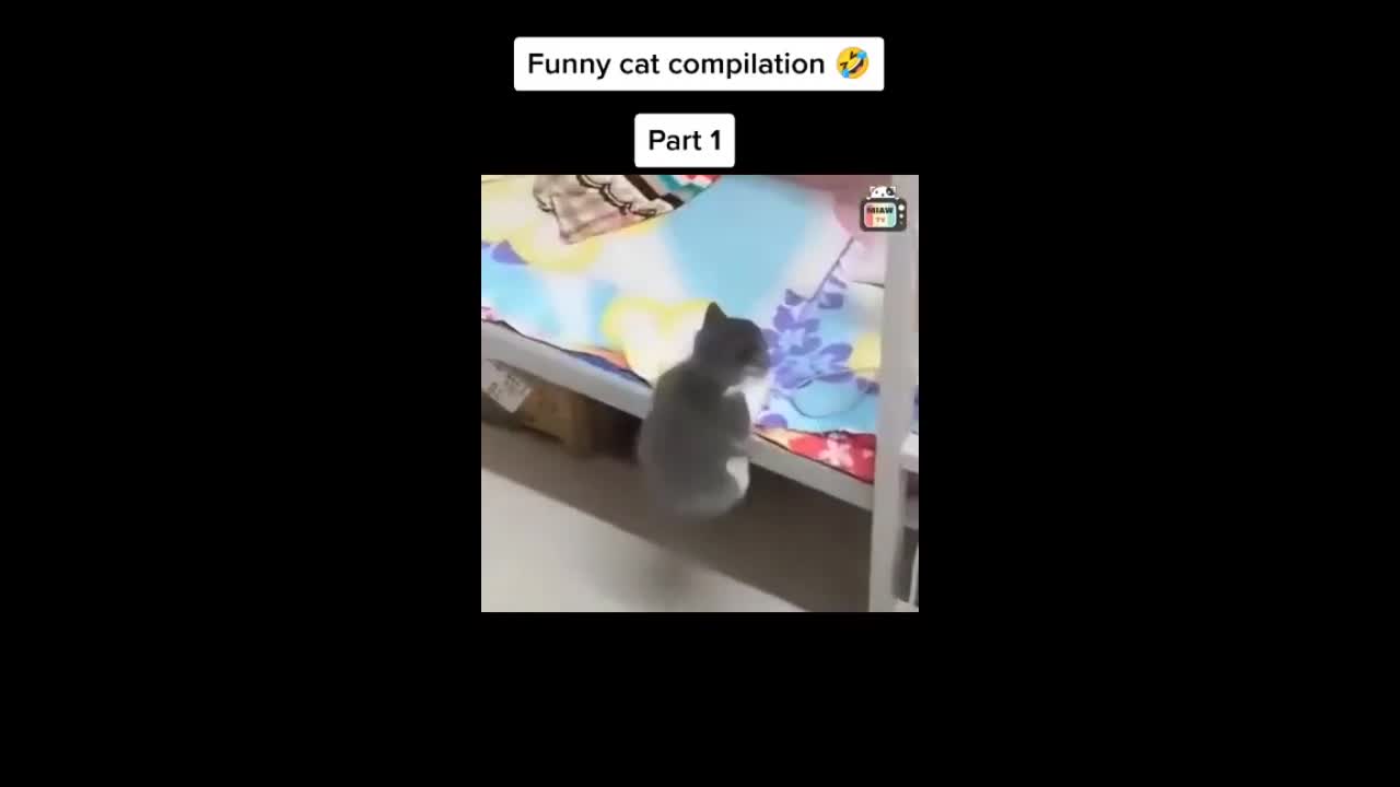 Cats Funny Videos - Cute Cats - Crazy Cats S2 S2 S2