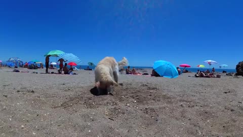 Funny Dog Bailey Beach Day