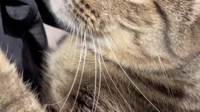 Cutest pet catππ₯°ππ₯°