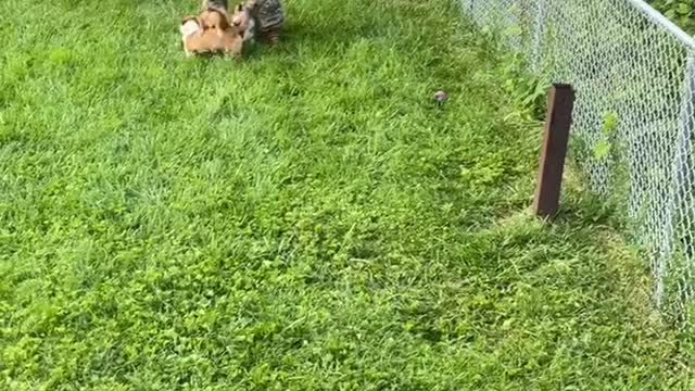 Excited Corgi Clan Greet Human After Weeks Away